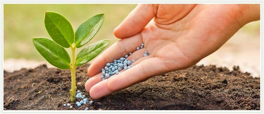 Удобрение почвы растениями: экологичный и эффективный метод повышения плодородия