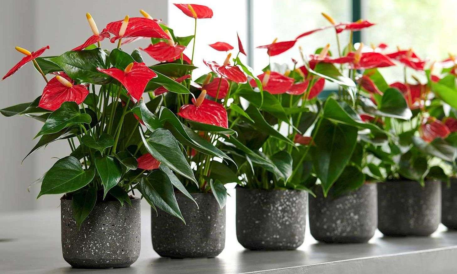 Уход за антуриумом в домашних условиях