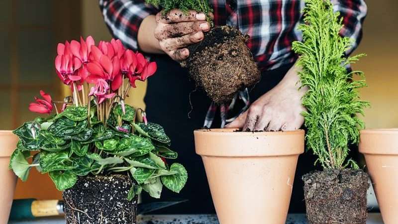 Уход за комнатными растениями: Секреты здорового роста и обильного цветения