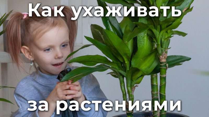 Уход за комнатными цветами: полное руководство для начинающих