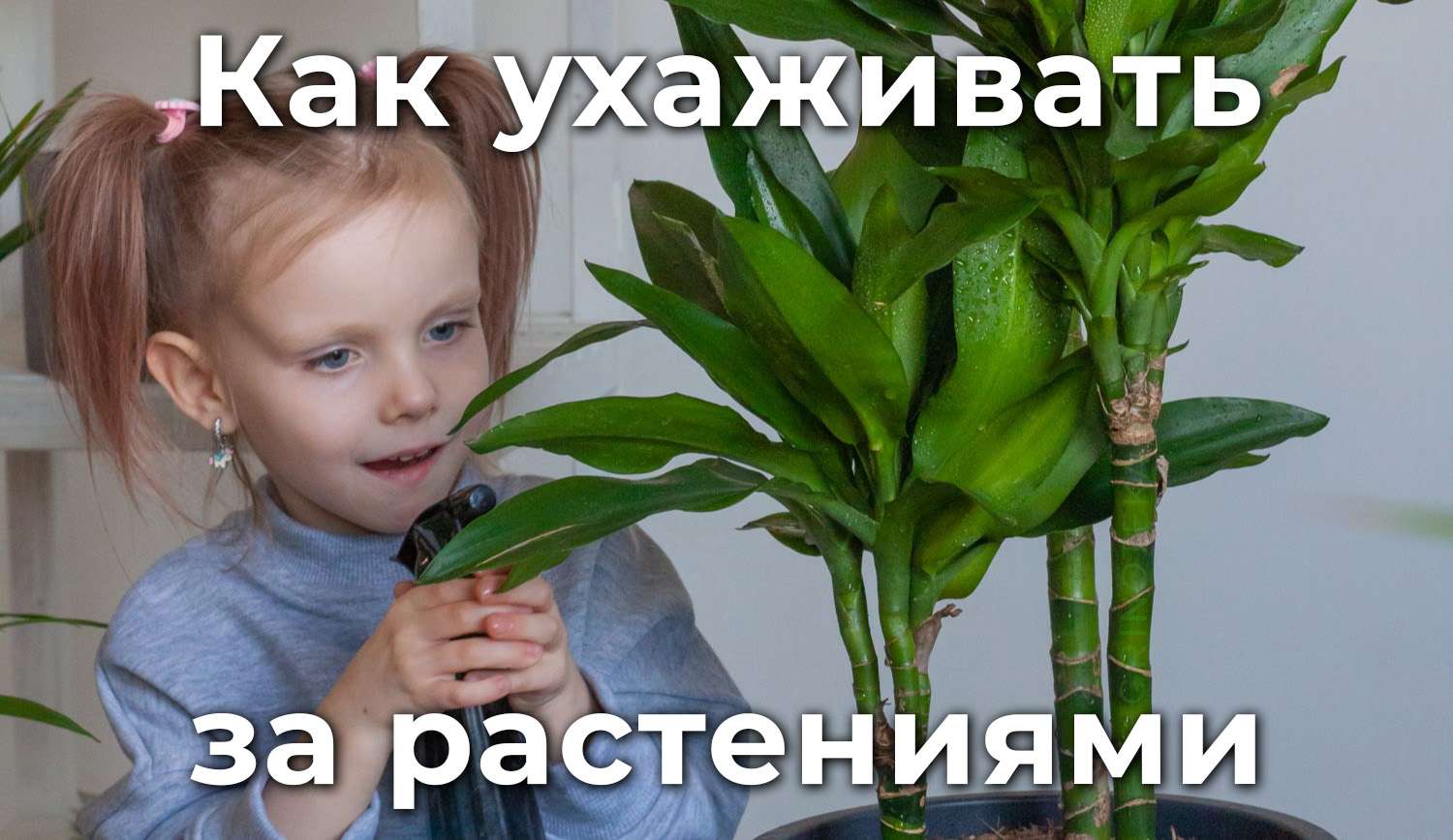 Уход за комнатными цветами: полное руководство для начинающих