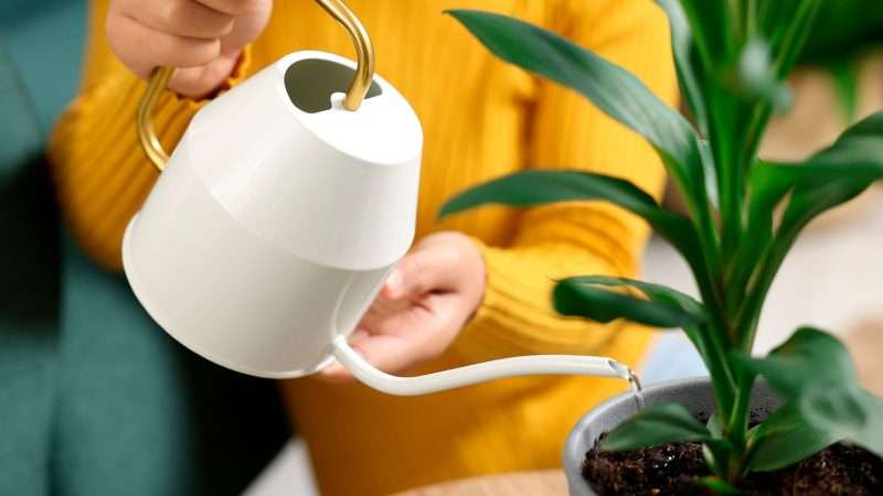 Чем поливать комнатные растения: все о воде для полива