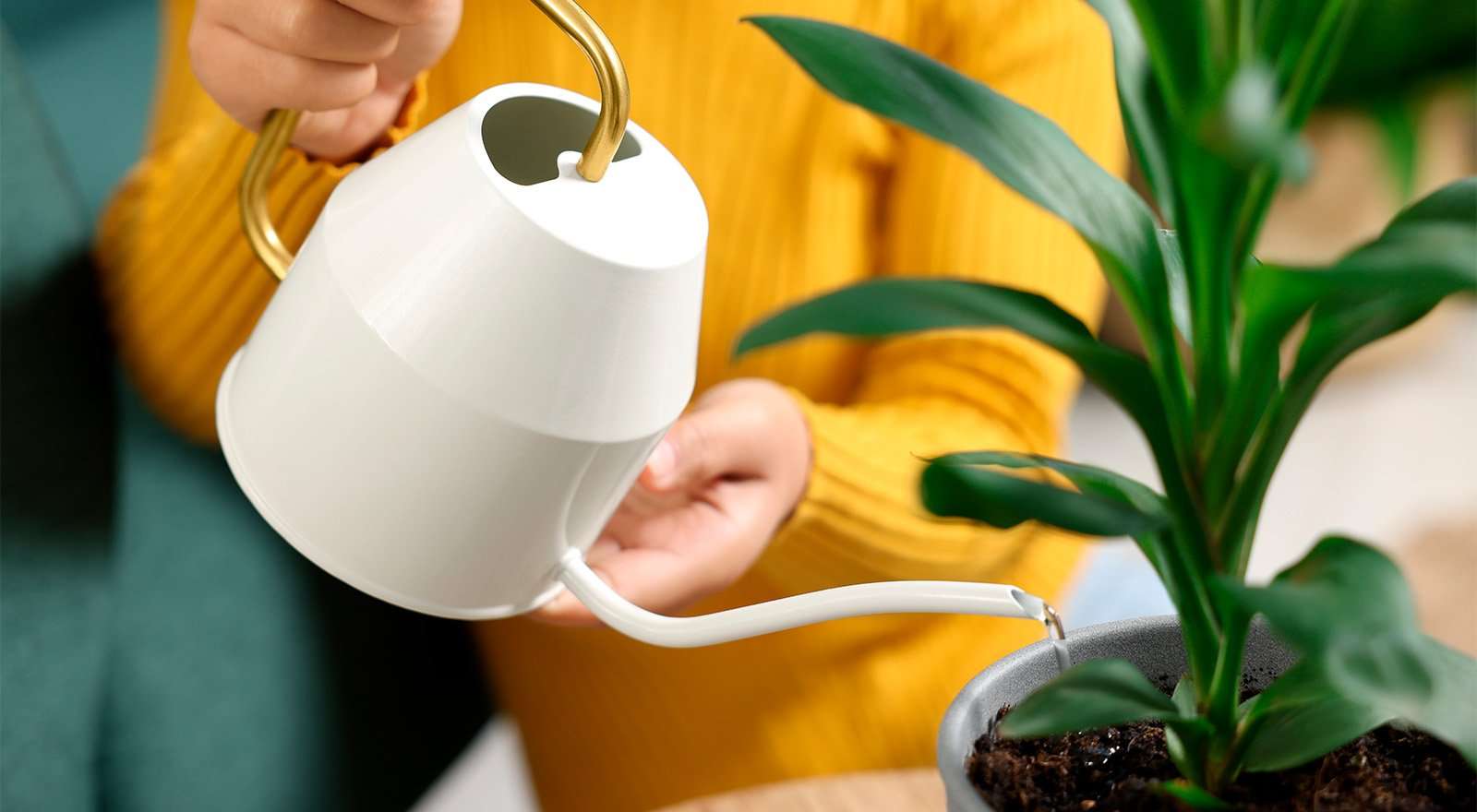 Чем поливать комнатные растения: все о воде для полива