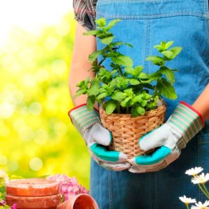 Выращивание цветов