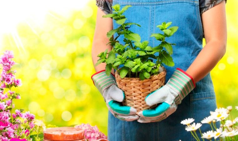 Выращивание цветов