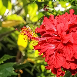 Гибискус Уход и Пышное Цветение