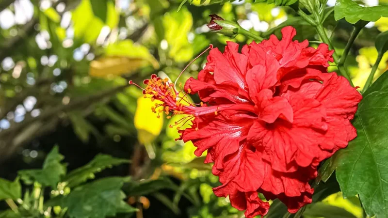 Гибискус Уход и Пышное Цветение