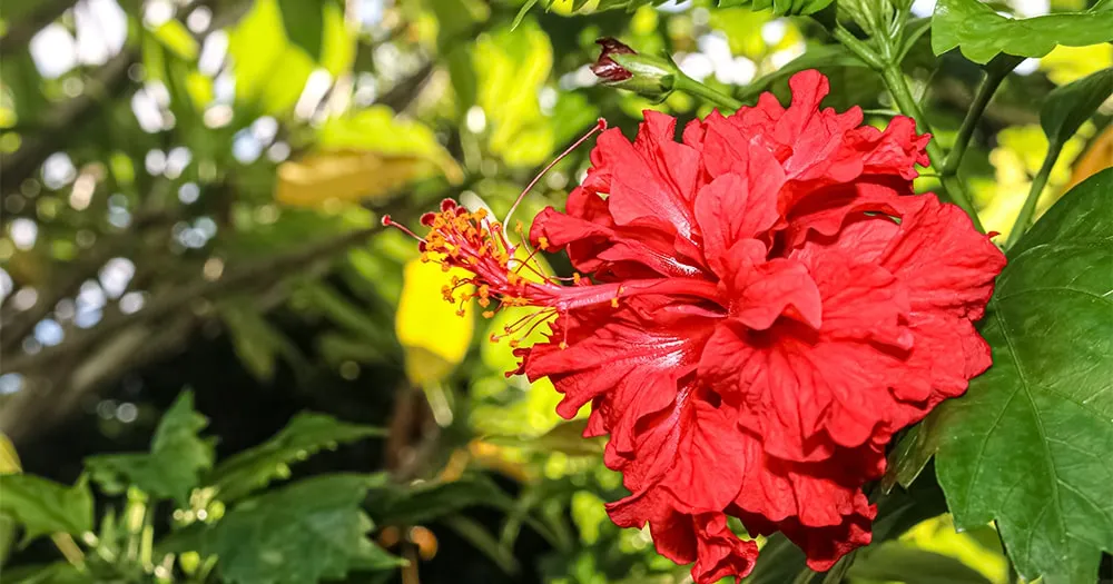 Гибискус Уход и Пышное Цветение