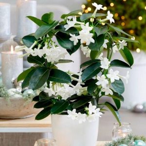 Комнатный жасмин: Особенности ухода и выращивания