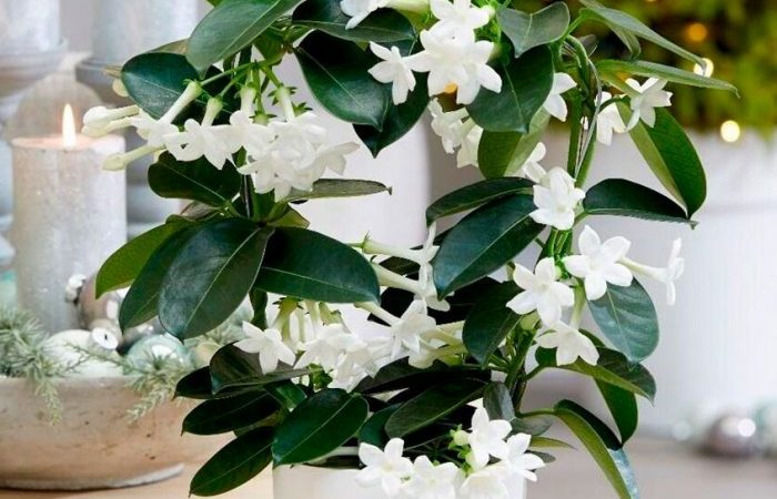 Комнатный жасмин: Особенности ухода и выращивания