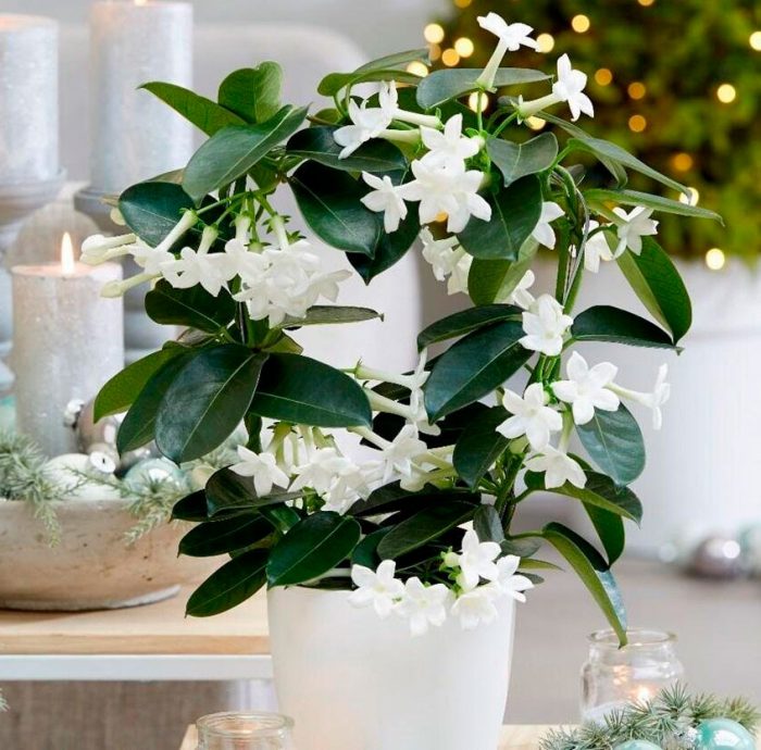 Комнатный жасмин: Особенности ухода и выращивания