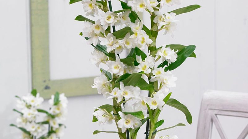 Орхидея Дендробиум Секреты ухода и пышного цветения