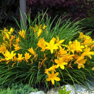 Уход за лилейниками