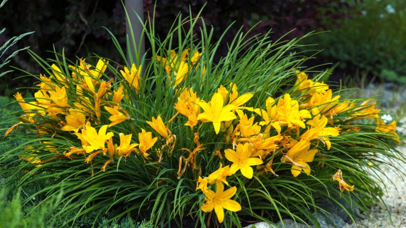 Уход за лилейниками