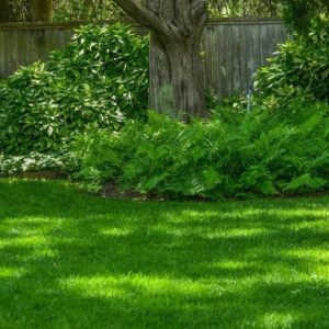 Теневой газон для дачи: решения для участков под деревьями и у дома