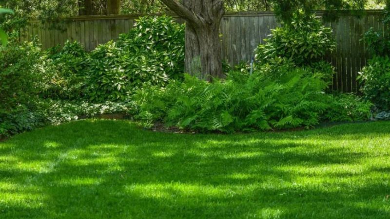 Теневой газон для дачи: решения для участков под деревьями и у дома