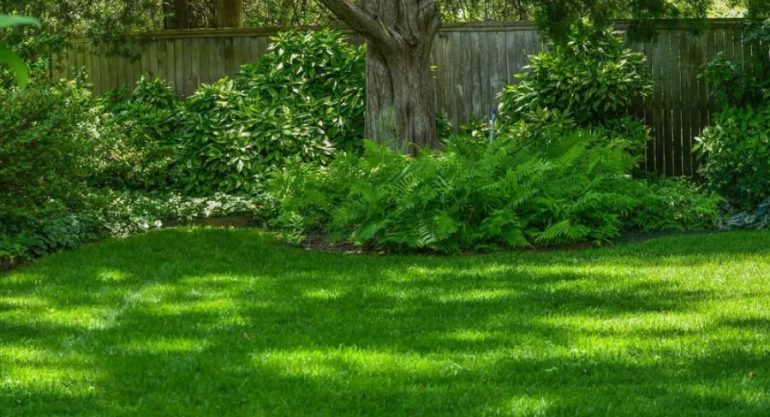 Теневой газон для дачи: решения для участков под деревьями и у дома